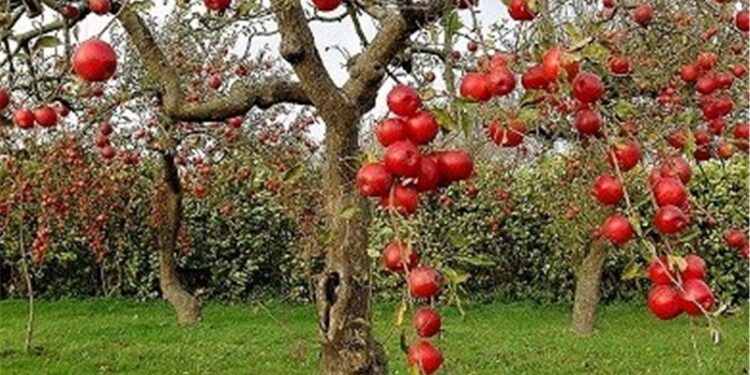 اجرای طرح شناسنامه‌دار کردن باغات در ۱۰ شهرستان استان تهران