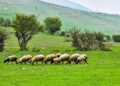 ممانعت از ورود ۵۰۰۰ رأس دام غیرمجاز به منطقه حفاظت شده البرز مرکزی