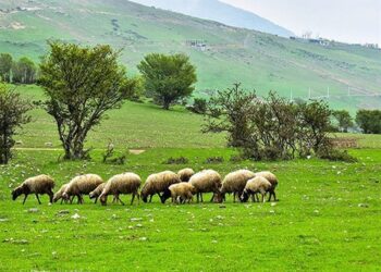 ممانعت از ورود ۵۰۰۰ رأس دام غیرمجاز به منطقه حفاظت شده البرز مرکزی