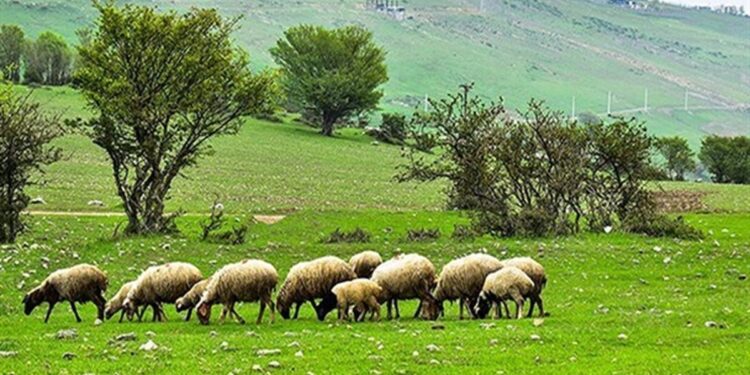 ممانعت از ورود ۵۰۰۰ رأس دام غیرمجاز به منطقه حفاظت شده البرز مرکزی